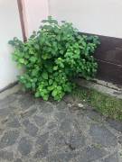 Szabolcs-Szatmár-Bereg megye - Nyíregyháza