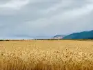 Pest megye - Kosd