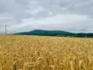 Pest megye - Kosd